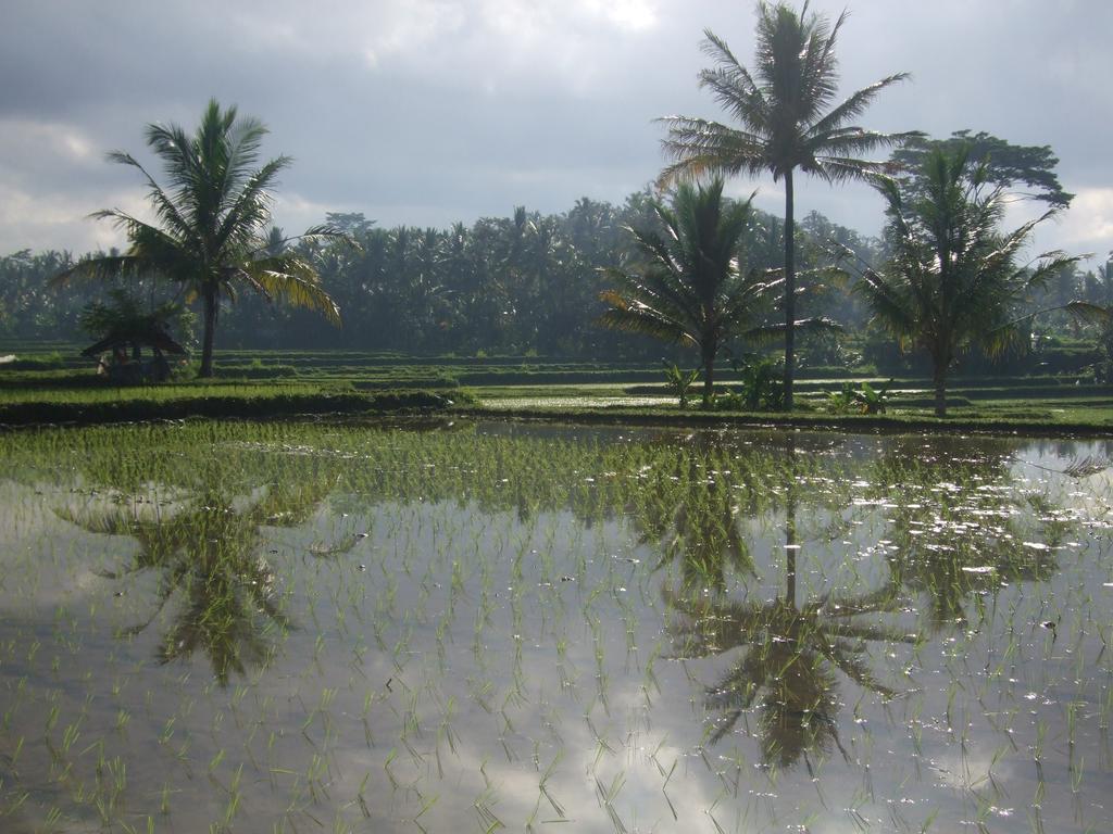 Puri Lotus Hotel Ubud Exterior foto